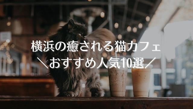 横浜の猫カフェ